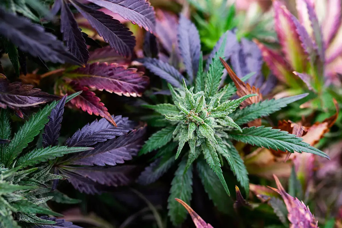 cannabis-purple-plant1200x800